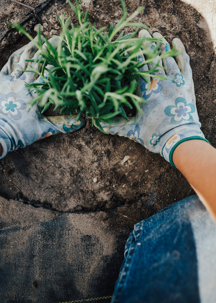 How to Winterize your Lavender Okanagan Lavender & Herb Farm