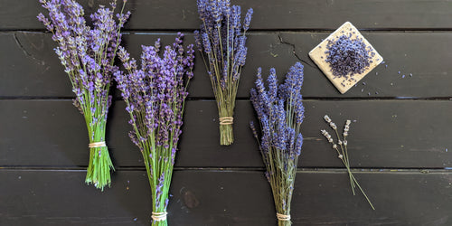 All About Lavender // identifying different varieties, harvesting bundles and removing the buds