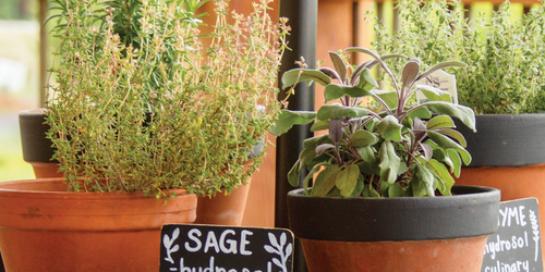 Six Culinary Herbs to Grow in Pots