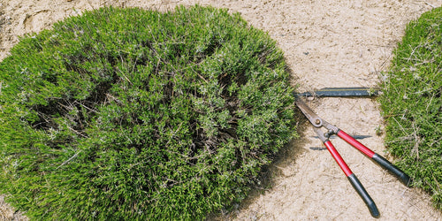 How to Prune Lavender in the Spring
