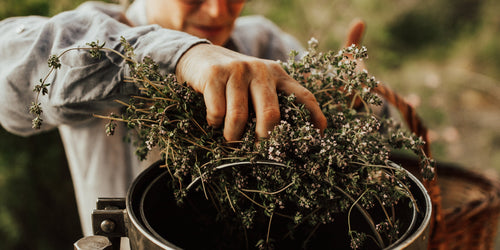 Thyme Hydrosol: A Simple Botanical for Skin + Feet