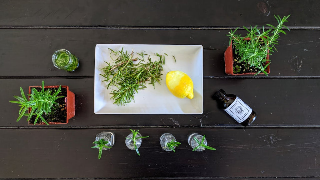 All About Rosemary // propagating, infusing & diffusing Okanagan