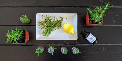 All About Rosemary // propagating, infusing & diffusing