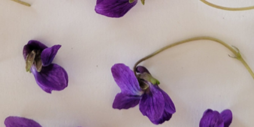 Sweet Violets; and the Story of Nana Vi