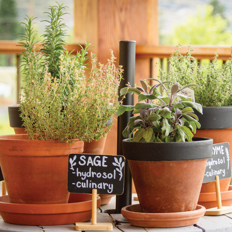 Six Culinary Herbs to Grow in Pots