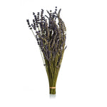 lavender bundled, dried with long stems