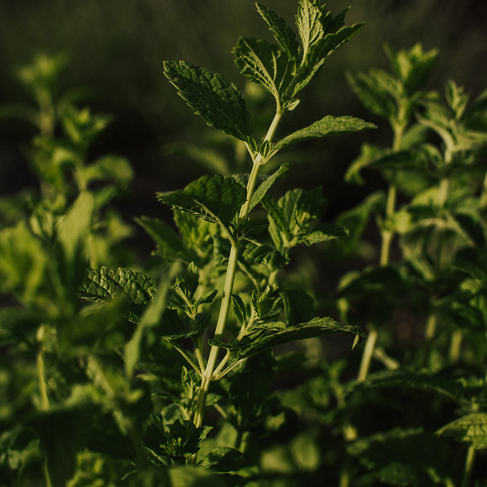 
            
                Load image into Gallery viewer, Hydrosol: Spearmint
            
        